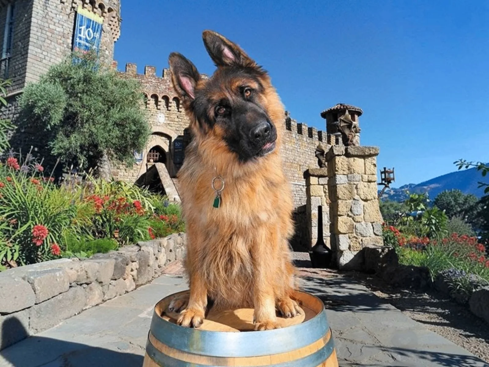 Dog-friendly wineries in Napa