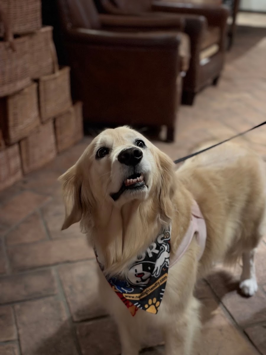 Sara's review photo: golden retriever wearing a bandana